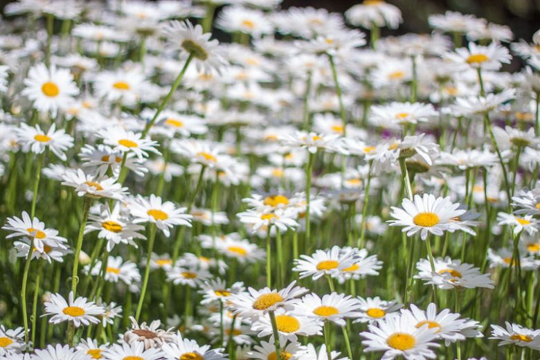 Leucanthemum superbum information, Leucanthemum x superbum information, Shasta Daisy information, Leucanthemum Becky, Leucanthemum Banana Cream, Leucanthemum Crazy daisy