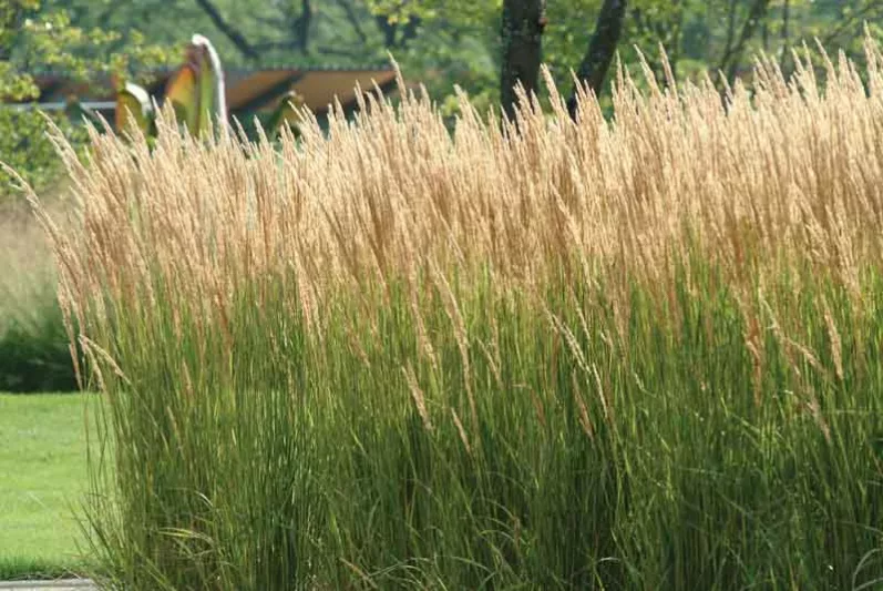 Feather Reed Grass, Calamagrostis x Acutiflora, 'Karl Foerster', Deer resistant plant, Karl Foerster grass