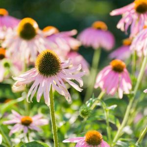 Coneflower, Coneflowers, Echinacea purpurea, Cone Flower, Cone Flowers, Echinacea angustifolia, Echinacea pallida, Echinacea paradoxa, Echinacea tennesseensis