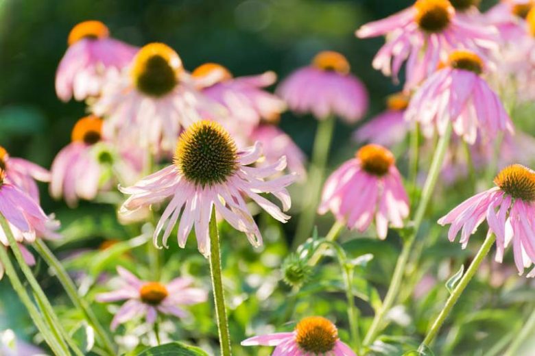 Coneflower, Coneflowers, Echinacea purpurea, Cone Flower, Cone Flowers, Echinacea angustifolia, Echinacea pallida, Echinacea paradoxa, Echinacea tennesseensis
