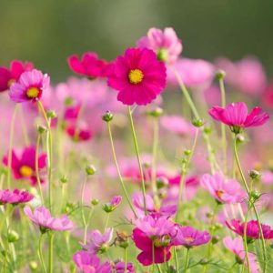 Mexican Aster, Orange Cosmos, Yellow Cosmos, Cosmos bipinnatus, Cosmos sulphureus, Sulphur Cosmos, Cosmos atrosanguineus, Chocolate Cosmos