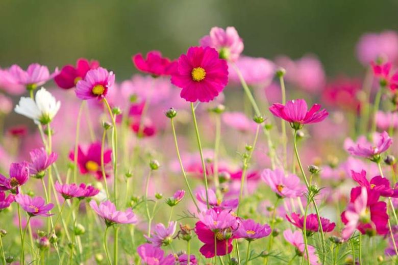 Mexican Aster, Orange Cosmos, Yellow Cosmos, Cosmos bipinnatus, Cosmos sulphureus, Sulphur Cosmos, Cosmos atrosanguineus, Chocolate Cosmos