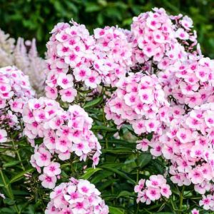 Phlox Paniculata growing info, Border Phlox growing information, Fall Phlox growing information, Garden Phlox growing information, Tall Garden Phlox growing information,Perennial Phlox growing information, Summer Phlox growing information