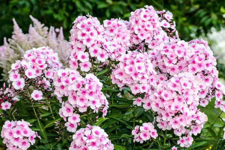 Phlox Paniculata growing info, Border Phlox growing information, Fall Phlox growing information, Garden Phlox growing information, Tall Garden Phlox growing information,Perennial Phlox growing information, Summer Phlox growing information