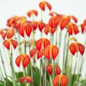 Masdevallia, Flag Orchids, Easy to grow Orchids, Home Orchids