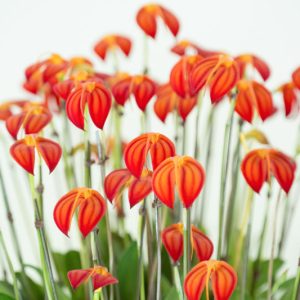 Masdevallia, Flag Orchids, Easy to grow Orchids, Home Orchids
