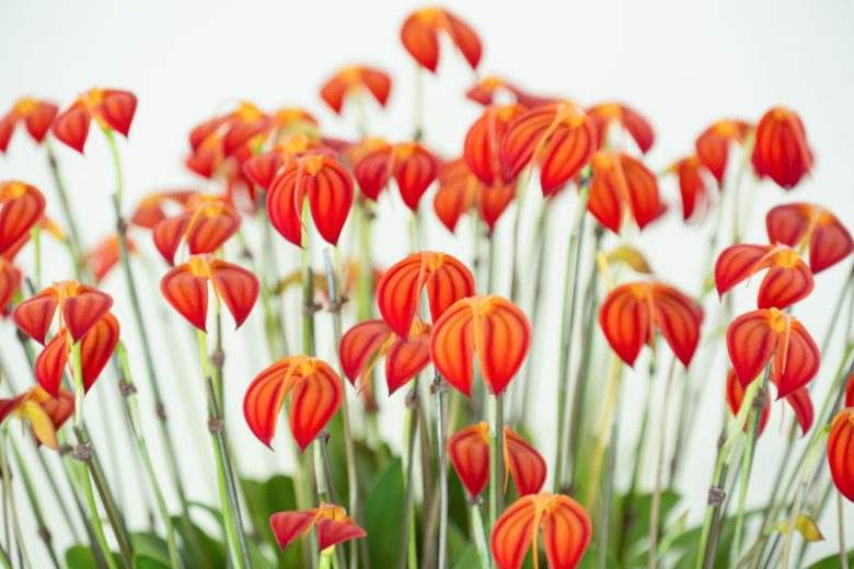 Masdevallia, Flag Orchids, Easy to grow Orchids, Home Orchids