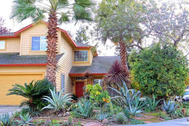 mediterranean Garden, Agave, Palm Tree, Pomegranate, Cycas, Sago Palm