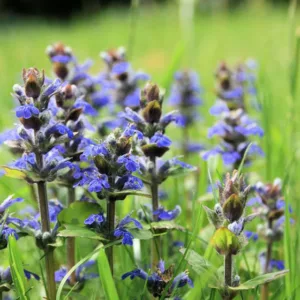 Ajuga Reptans
