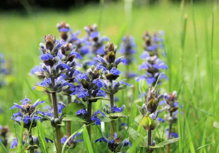 Ajuga Reptans