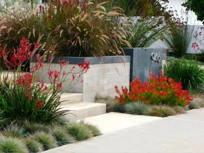 Leucadendron, festuca glauca, pennisetum