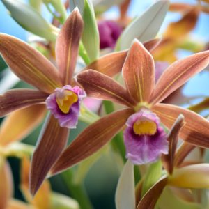 Phaius, Easy to grow Orchids