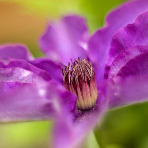 Clematis, Clematis Viticella, group 3 clematis, Purple clematis, Disease resistant clematis, Long blooming clematis, Red clematis, pink clematis, blue clematis