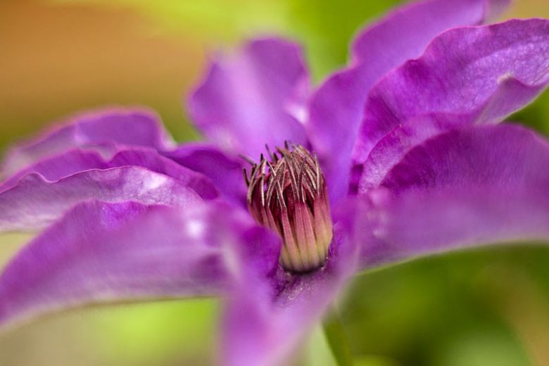 Clematis, Clematis Viticella, group 3 clematis, Purple clematis, Disease resistant clematis, Long blooming clematis, Red clematis, pink clematis, blue clematis