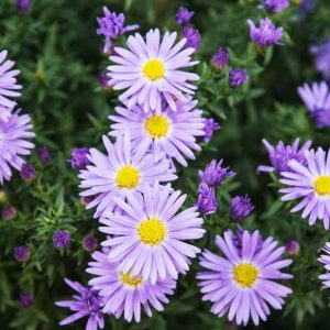 Aster Amellus