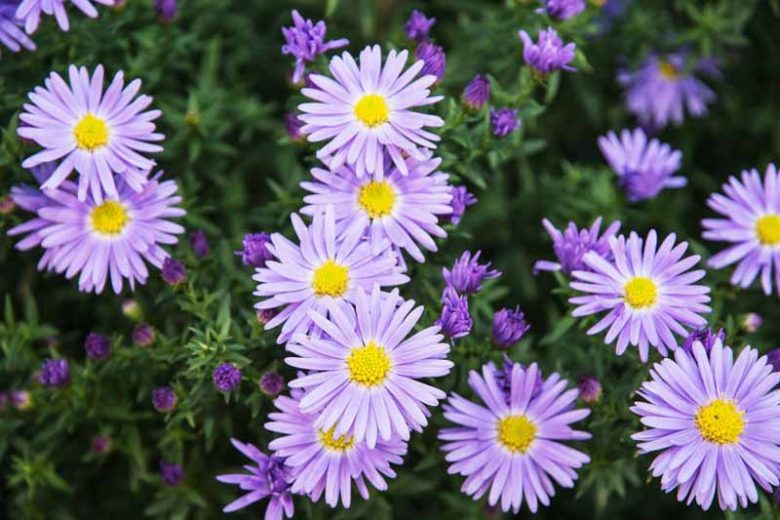 Aster Amellus