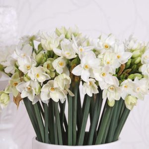 Paperwhite Daffodils
