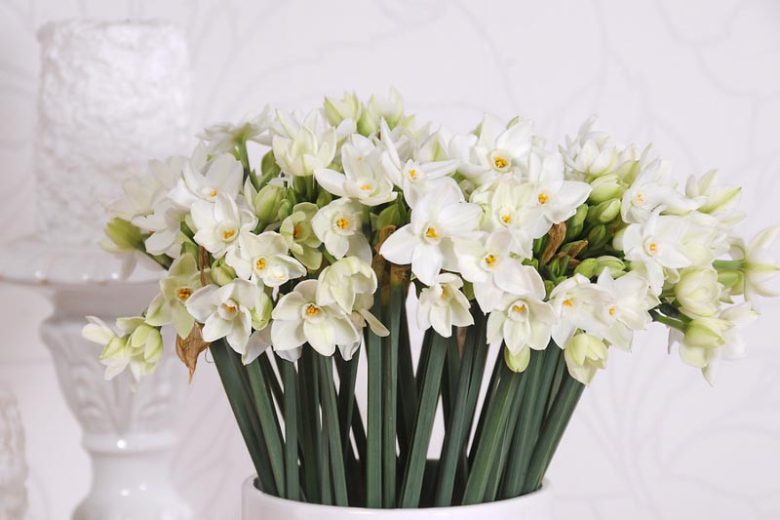 Paperwhite Daffodils