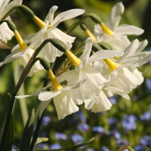 Jonquil Daffodils, Jonquilla Daffodils, Spring Bulbs, Spring Flowers, Narcissus Jonquilla, Daffodil, Daffodil Sailboat, Daffodil Pipit, Daffodil Waterperry, Spring bulbs, Spring bloom