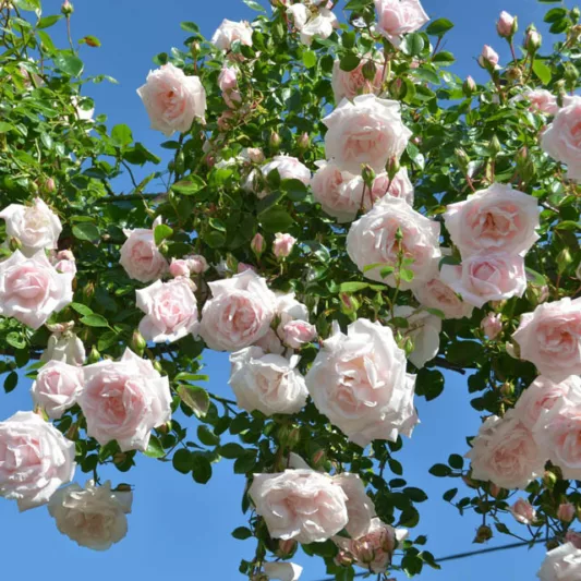 Rose New Dawn, Rosa New Dawn