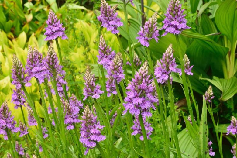 Dactylorhiza, Marsh Orchids, Hardy Orchids, Garden Orchids, Spotted Orchids, Purple Orchids, Dactylorhiza majalis, Dactylorhiza maculata, Dactylorhiza elata, Dactylorhiza fuchsii, Dactylorhiza purpurella