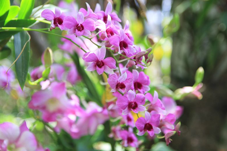 Dendrobium, Orchids, Easy to grow Orchids, Dendrobium phalaenopsis, Dendrobium spatulata, Dendrobium latouria, Dendrobium formosae
