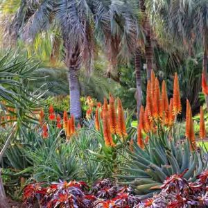 Aloes
