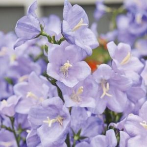 Campanula Persicifolia, Peach-Leaved Bellflower, Fairy Bellflower, Fairy Bells, Peach Bells, Petticoat Bellflower, Willow Bell, Peachleaf Bellflower
