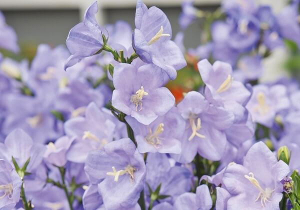 Campanula Persicifolia, Peach-Leaved Bellflower, Fairy Bellflower, Fairy Bells, Peach Bells, Petticoat Bellflower, Willow Bell, Peachleaf Bellflower