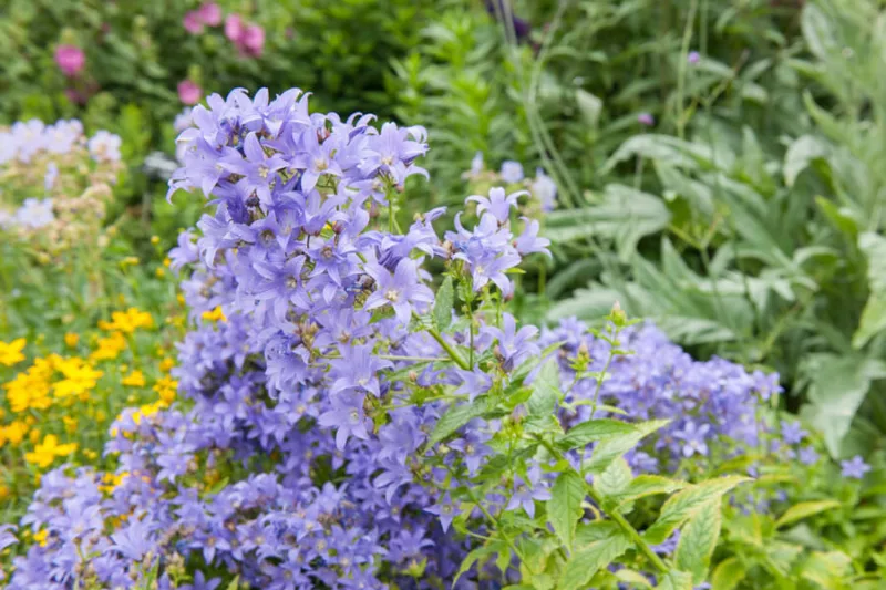 Campanula Lactiflora, Milky Bellflower, Cottage garden plants