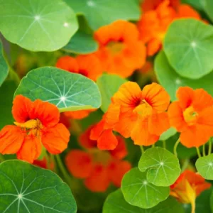 Tropaeolum, Common Nasturtium, Indian Cress, Mexican Cress, Peruvian Cress, Garden Nasturtium, Flame Nasturtium, Canary Creeper