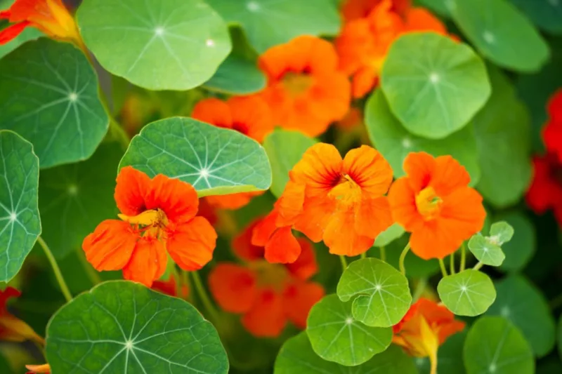 Tropaeolum, Common Nasturtium, Indian Cress, Mexican Cress, Peruvian Cress, Garden Nasturtium, Flame Nasturtium, Canary Creeper