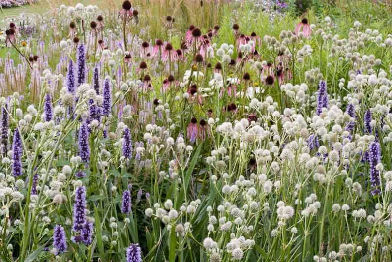 Summer borders