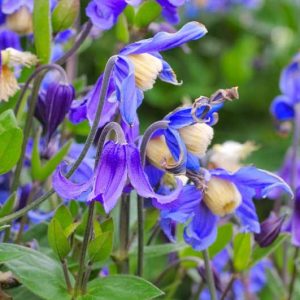 Clematis, Herbaceous Clematis, group 3 clematis, Clematis integrifolia, Clematis durandii, Purple clematis, Disease resistant clematis, Long blooming clematis, Red clematis, pink clematis, blue clematis