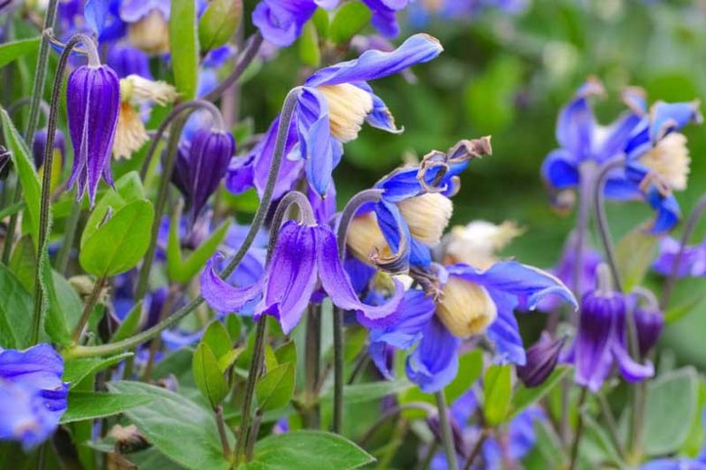 Clematis, Herbaceous Clematis, group 3 clematis, Clematis integrifolia, Clematis durandii, Purple clematis, Disease resistant clematis, Long blooming clematis, Red clematis, pink clematis, blue clematis