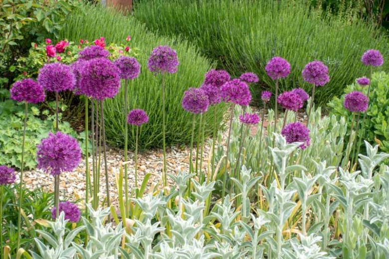 Allium Hollandicum 'Purple Sensation' , Allium 'Purple Sensation', Allium Aflatunense 'Purple Sensation', Flowering Onion, Ornamental Onion, Allium Hollandicum, Spring Bulbs, Spring Flowers