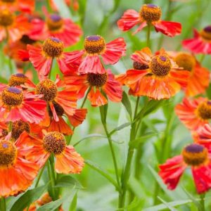 Helenium Autumnale, Common Sneezeweed, False Sunflower, Helen's Flower, Yellow Star, late summer perennial, fall perennial, Helenium Moerheim Beauty, Helenium Sahin's Early Flowerer, Helenium Waldtraut, orange flowers,