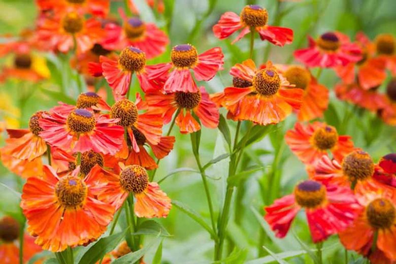 Helenium Autumnale, Common Sneezeweed, False Sunflower, Helen's Flower, Yellow Star, late summer perennial, fall perennial, Helenium Moerheim Beauty, Helenium Sahin's Early Flowerer, Helenium Waldtraut, orange flowers,