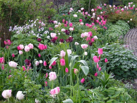 Tulipa Ronaldo,Tulip 'Ronaldo', Triumph Tulip 'Ronaldo', Triumph Tulips, Spring Bulbs, Spring Flowers, Tulipe Ronaldo, Purple Tulips,Dark Tulips, Tulipes Triomphe