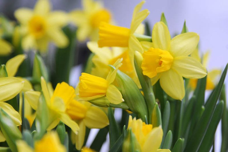 Narcissus Tete a Tete, Daffodil 'Tete a Tete', Cyclamineus Daffodil 'Tete a Tete', Miniature Daffodil, Spring Bulbs, Spring Flowers, Miniature narcissus, Early-season Daffodil, Early Spring Daffodil, Early Spring Narcissus, Yellow Narcissus, Yellow Daffodil