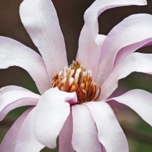 Loebner Magnolia, Magnolia x loebneri, White magnolia, Winter flowers, Spring flowers, White flowers, fragrant trees, fragrant flowers
