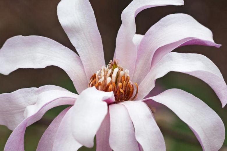 Loebner Magnolia, Magnolia x loebneri, White magnolia, Winter flowers, Spring flowers, White flowers, fragrant trees, fragrant flowers