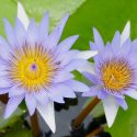 Nymphaea