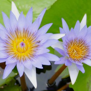 Nymphaea
