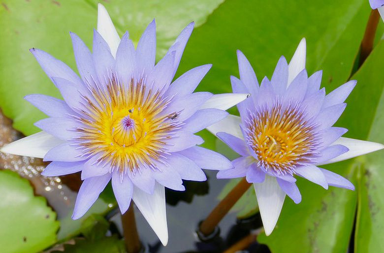 Nymphaea
