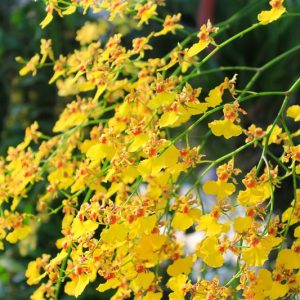 Oncidium, Dancing Lady Orchids, Butterfly Orchids, Fragrant Orchids, Easy to grow Orchids,