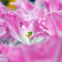 Fringed Tulips, Spring Bulbs, Spring Flowers, Tulip Arma, Tulip Blue Heron, Tulip Fringed Solstice, Tulip Burgundy Lace, Tulip Fringed Elegance, Bulbs Design, Spring Bulbs, Mid season tulip, late season tulip