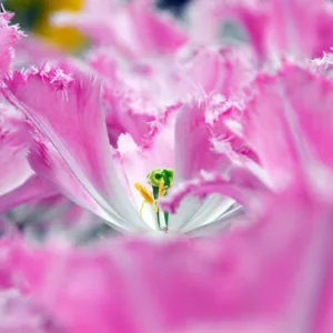 Fringed Tulips, Spring Bulbs, Spring Flowers, Tulip Arma, Tulip Blue Heron, Tulip Fringed Solstice, Tulip Burgundy Lace, Tulip Fringed Elegance, Bulbs Design, Spring Bulbs, Mid season tulip, late season tulip