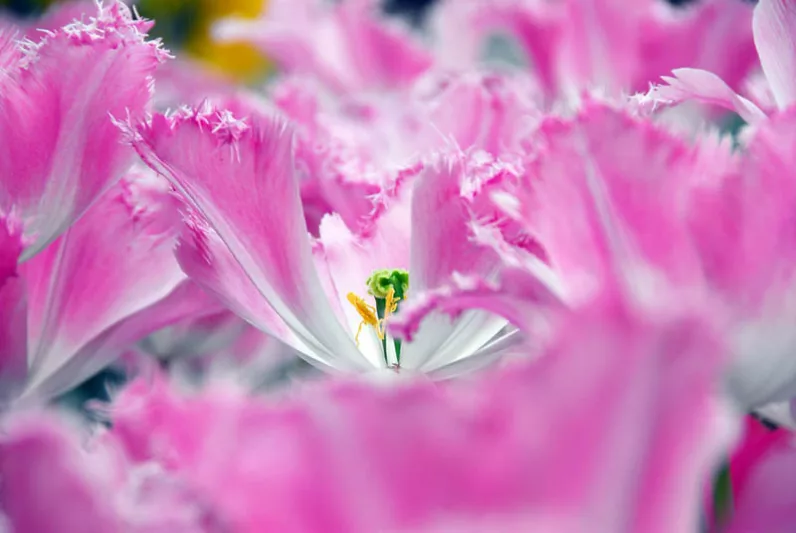 Fringed Tulips, Spring Bulbs, Spring Flowers, Tulip Arma, Tulip Blue Heron, Tulip Fringed Solstice, Tulip Burgundy Lace, Tulip Fringed Elegance, Bulbs Design, Spring Bulbs, Mid season tulip, late season tulip