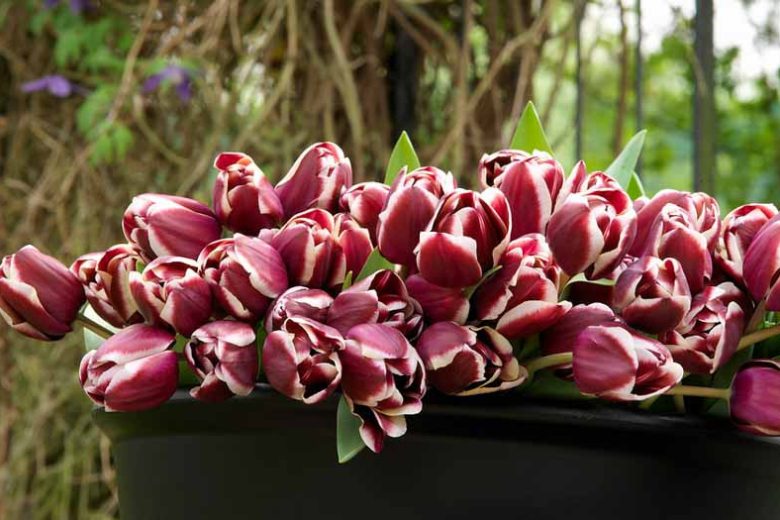 Tulipa Arabian Mystery, Tulip 'Arabian Mystery', Triumph Tulip 'Arabian Mystery', Triumph Tulips, Spring Bulbs, Spring Flowers, Tulipe Arabian Mystery, Triumph Tulip, Mid Season Tulip, Late Season Tulip, purple Tulip, bicolored Tulip